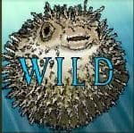 Wild-Symbol aus dem kostenlosen Casino Slot Ocean Treasure