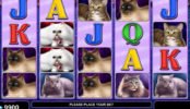 Kép a 100 Cats pénzbefizetés nélküli ingyenes casino nyerőgépes játékból